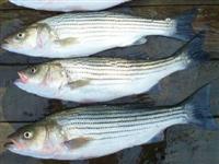 chesapeake bay rockfish