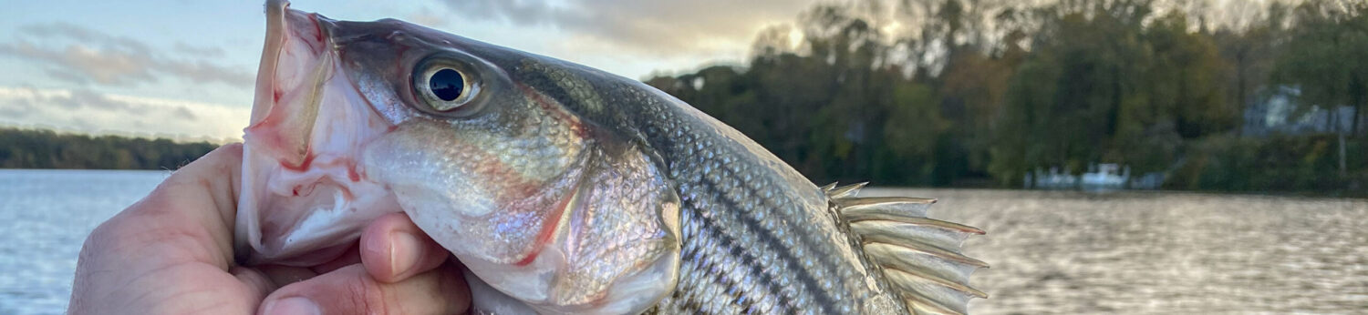 Southern Maryland Fishing